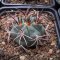 Gymnocalycium schickendatzii 